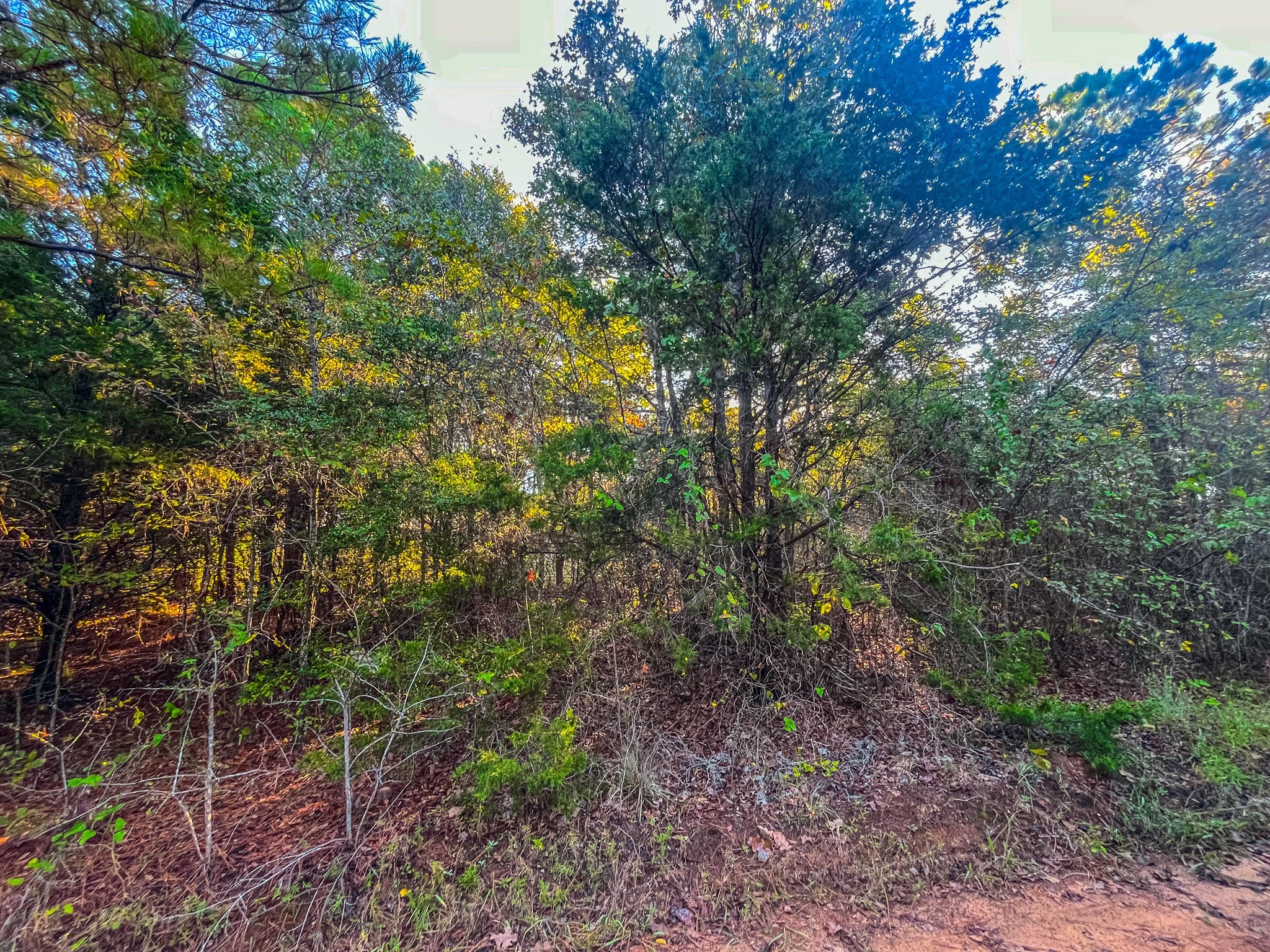 00 W Us Highway 175 Jacksonville TX 75766