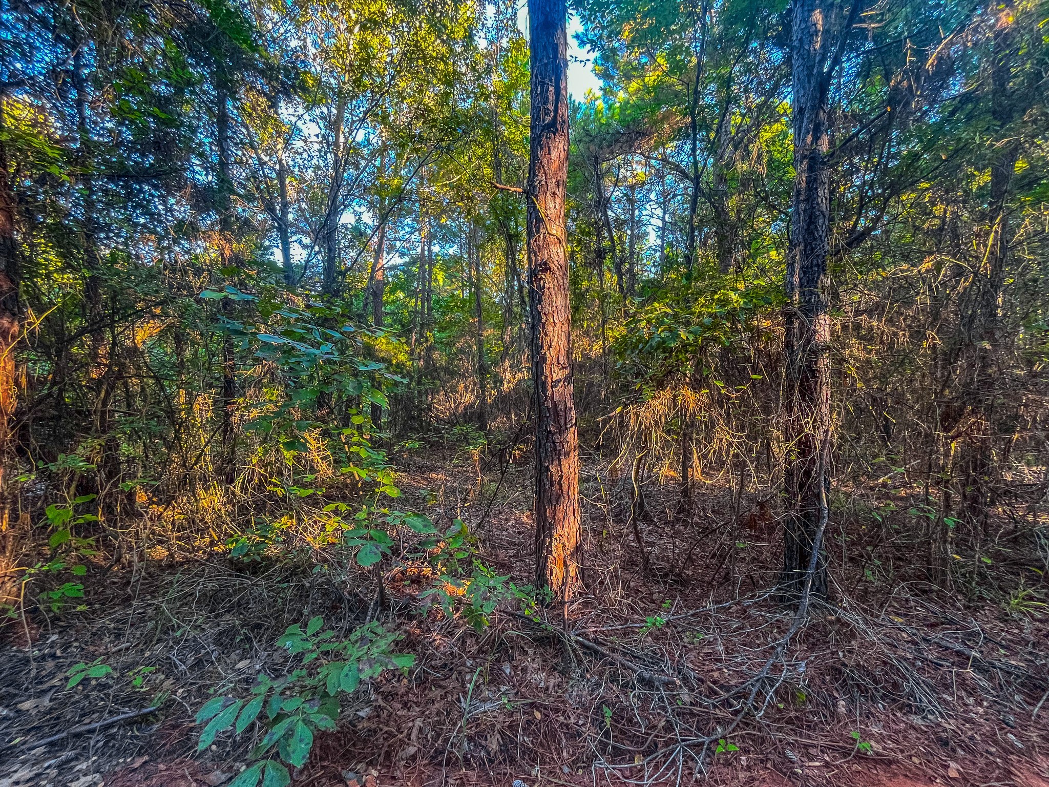 00 W Us Highway 175 Jacksonville TX 75766
