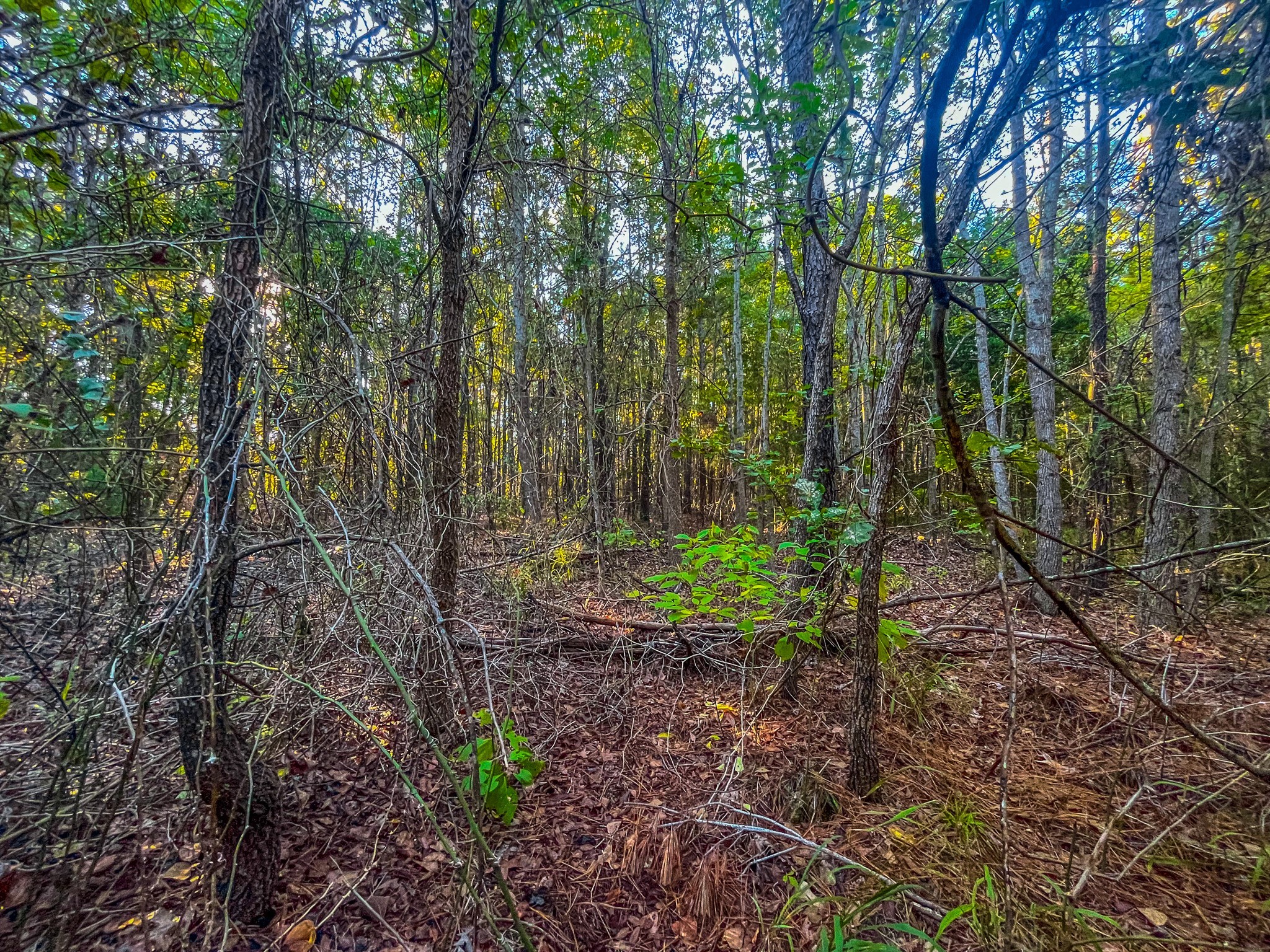 00 W Us Highway 175 Jacksonville TX 75766