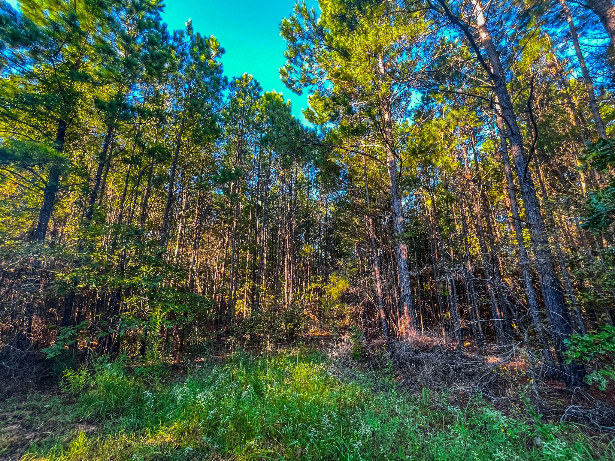 00 W Us Highway 175 Jacksonville TX 75766