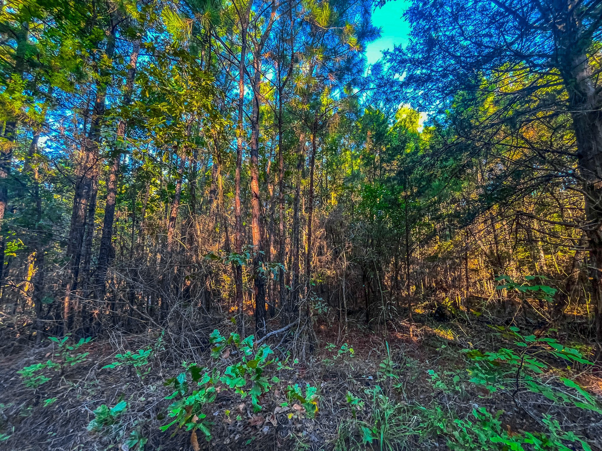 00 W Us Highway 175 Jacksonville TX 75766