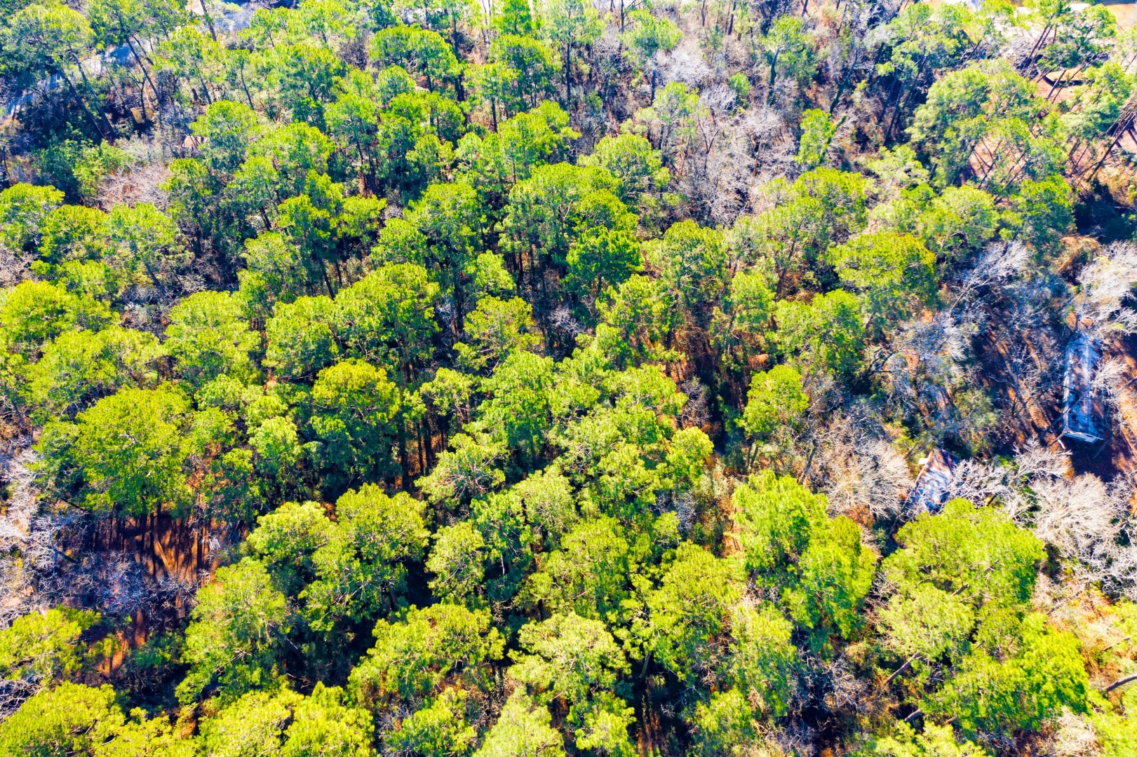 Lot 30 Cedar Court Trinity TX 75862