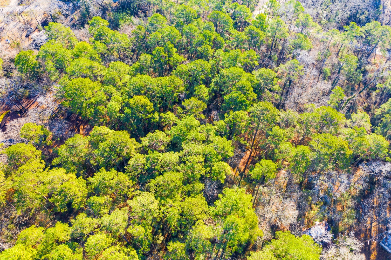 Lot 30 Cedar Court Trinity TX 75862