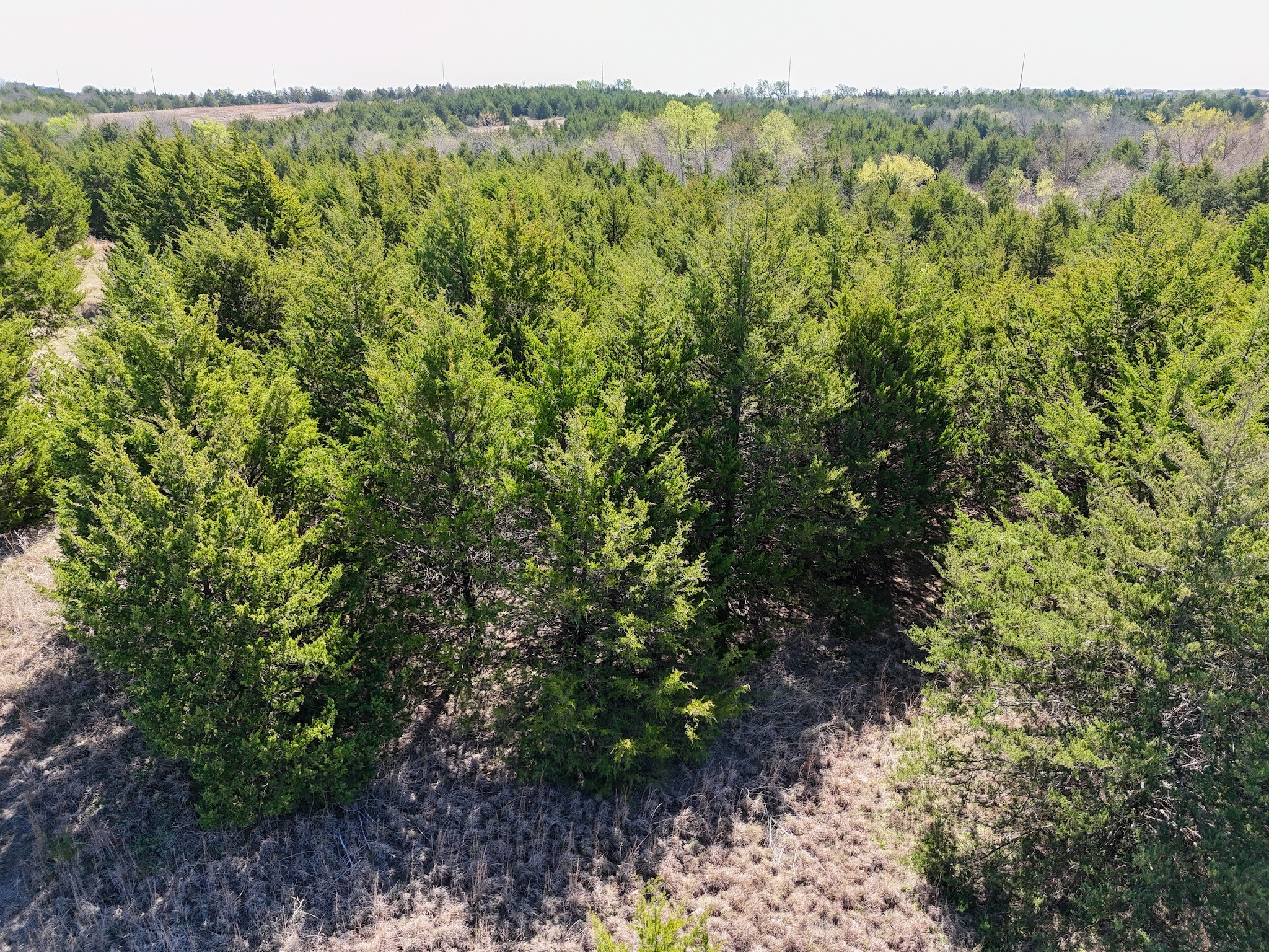 Tbd County Road 670 Blue Ridge TX 75424