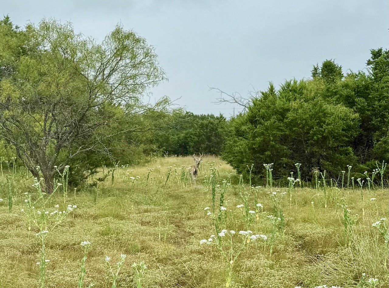 Tbd Fm 708b Clifton TX 76634