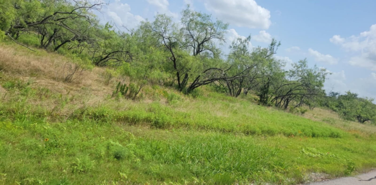 Lot 118 Palmito Ranch Road Corsicana TX 75110