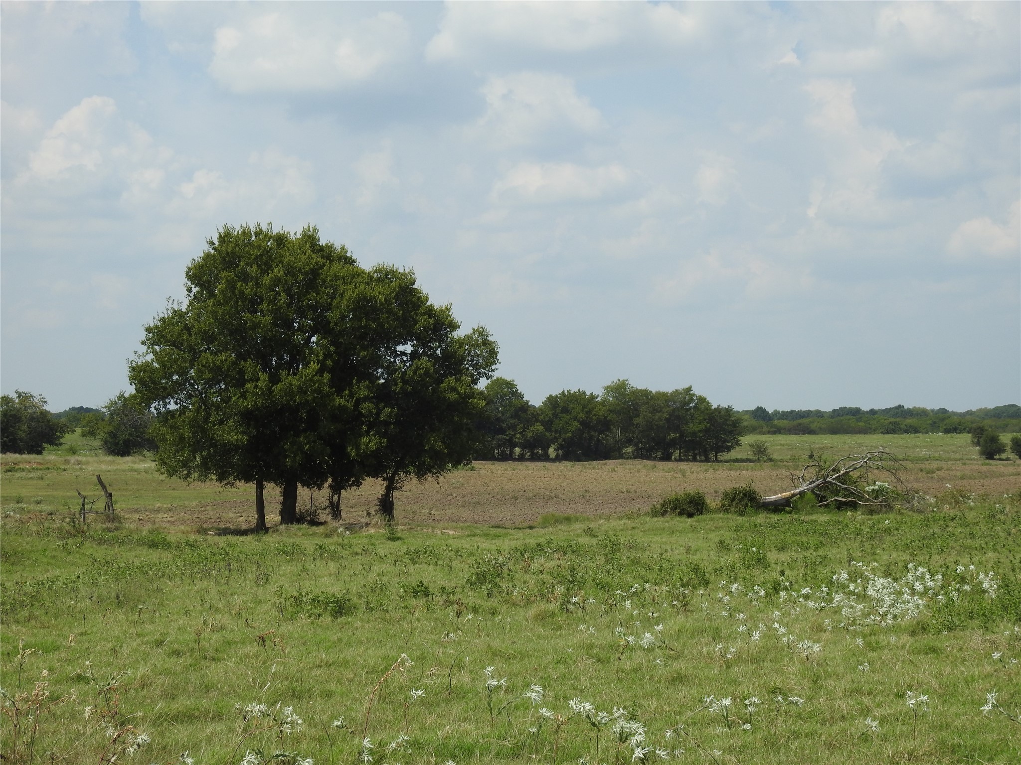 Tbd County Road 4040 Ector TX 75439