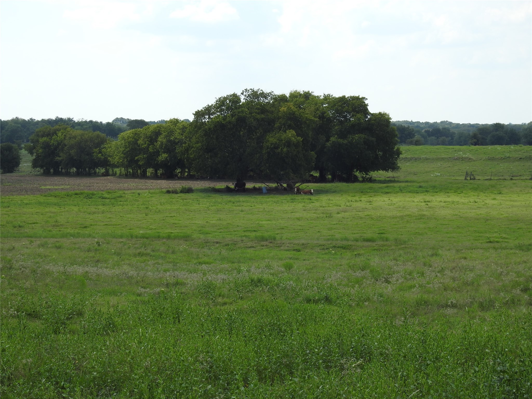 Tbd County Road 4040 Ector TX 75439