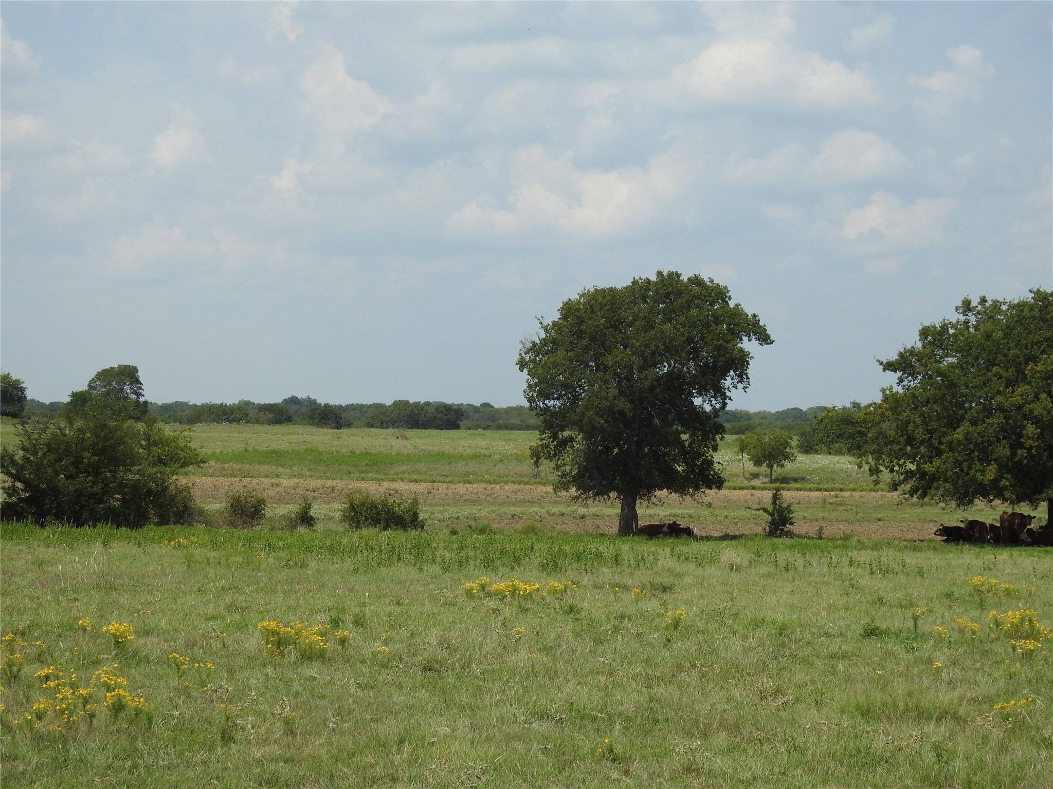 Tbd County Road 4040 Ector TX 75439
