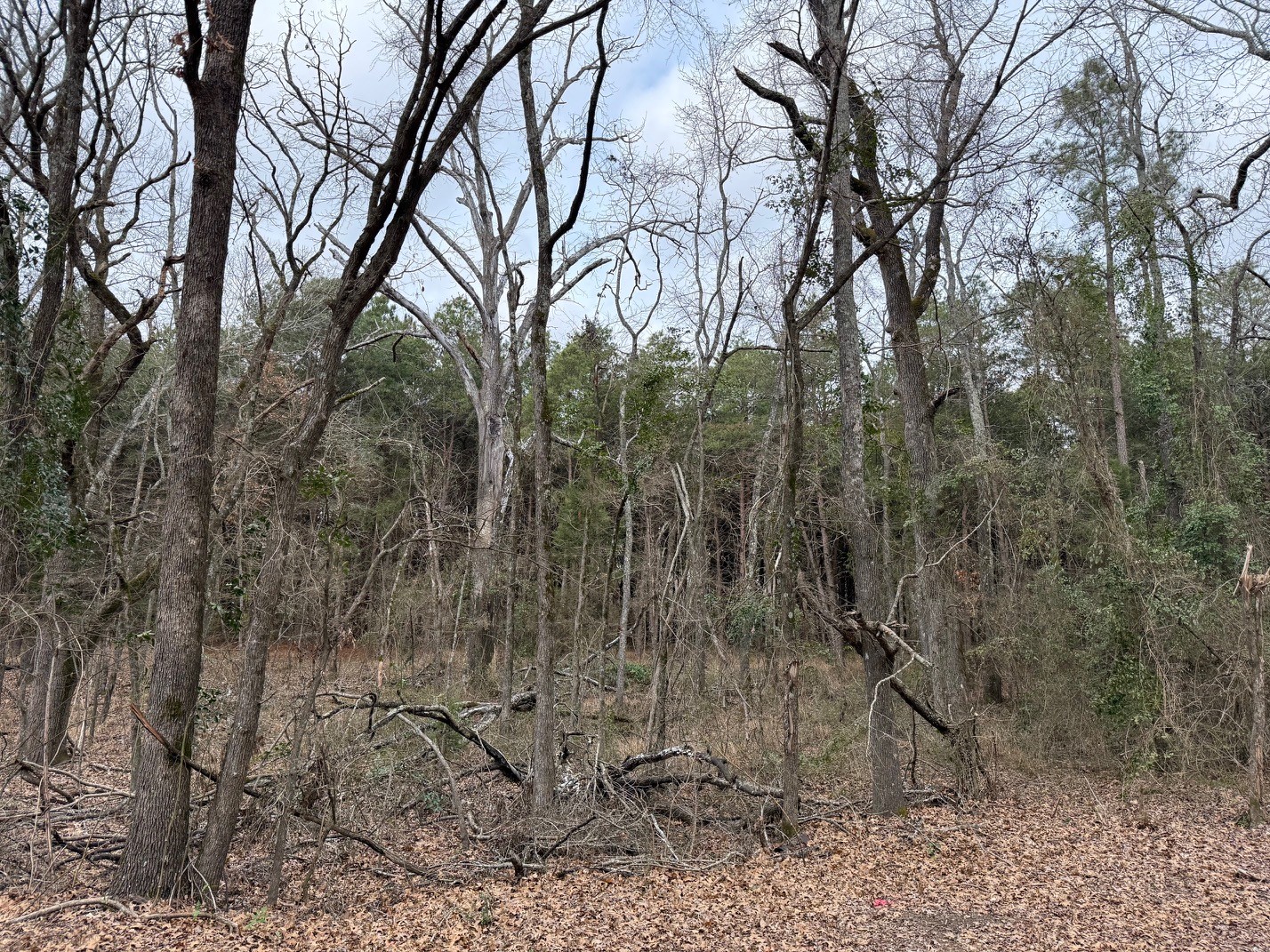 Tbd County Road 3986 Winnsboro TX 75494