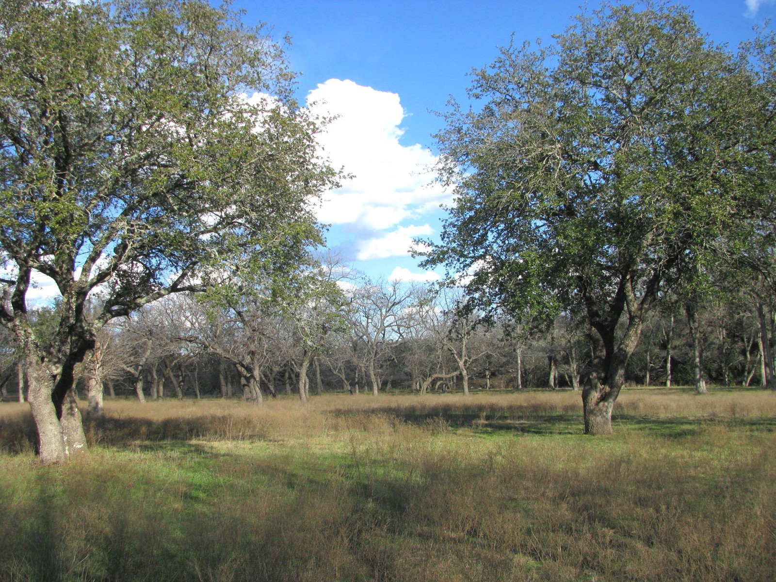 1248 Buffalo Creek Drive Evant TX 76525