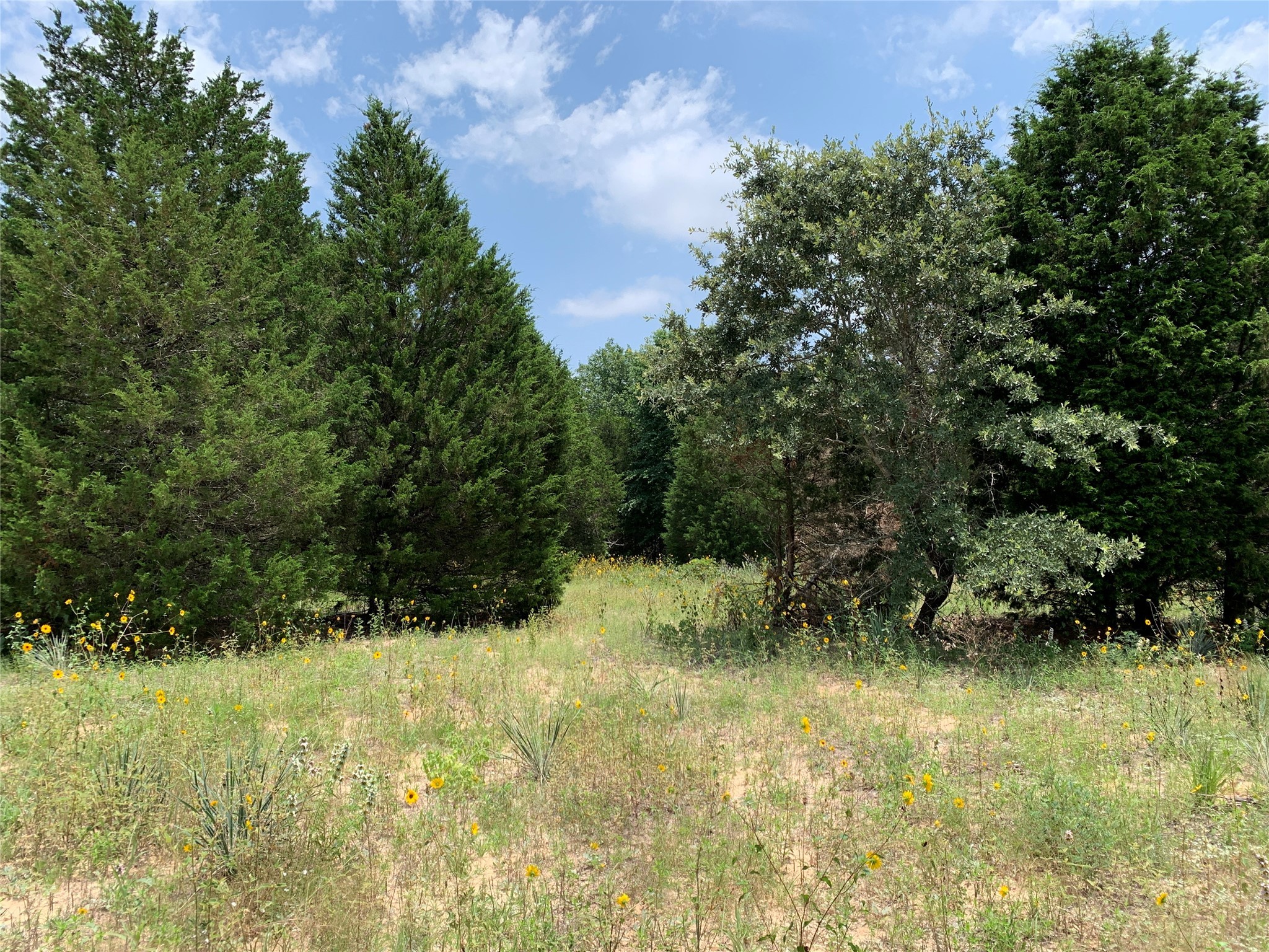 Tbd Hills Drive Athens TX 75751