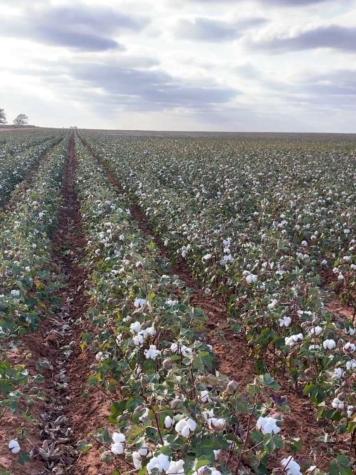 0 County Road 305 Brownfield TX 79316