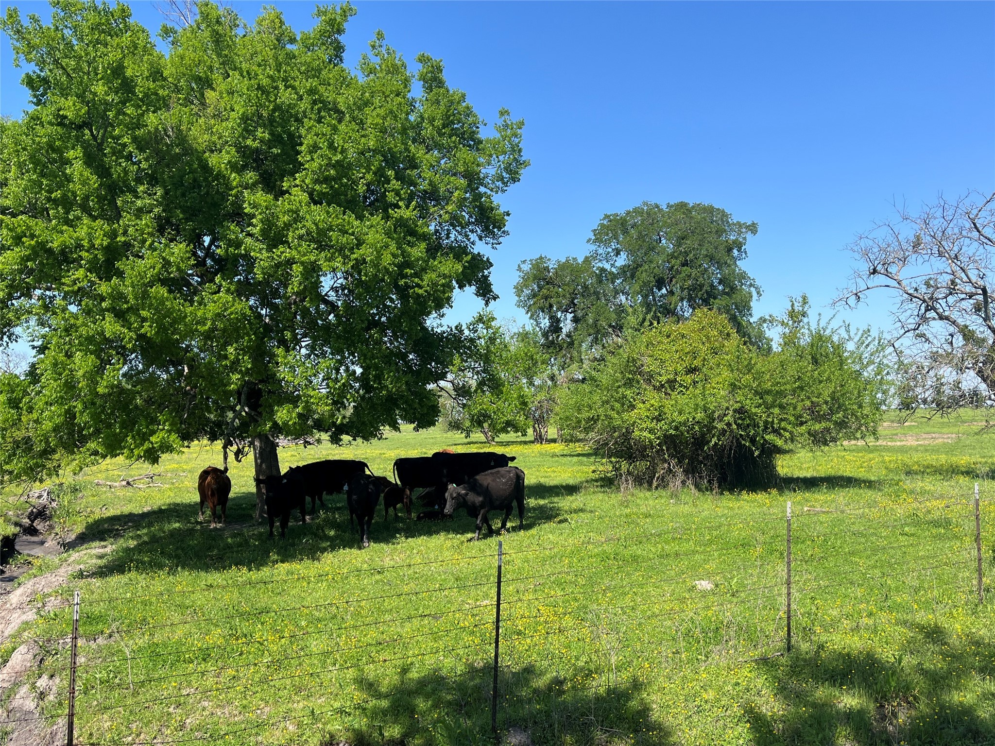 4798 E Fm 198 Lake Creek TX 75450