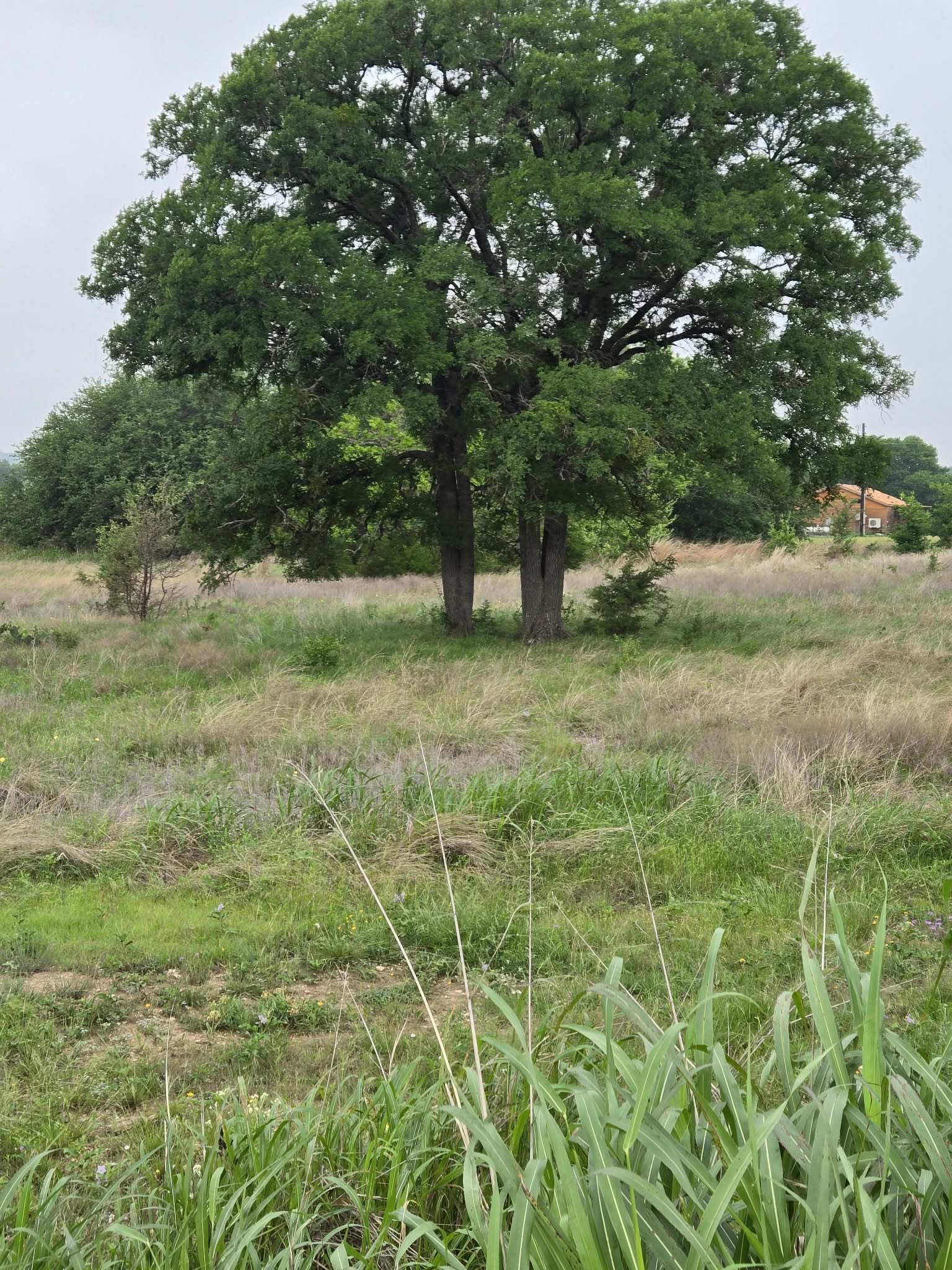 Tbd Yosemite Drive Oglesby TX 76561