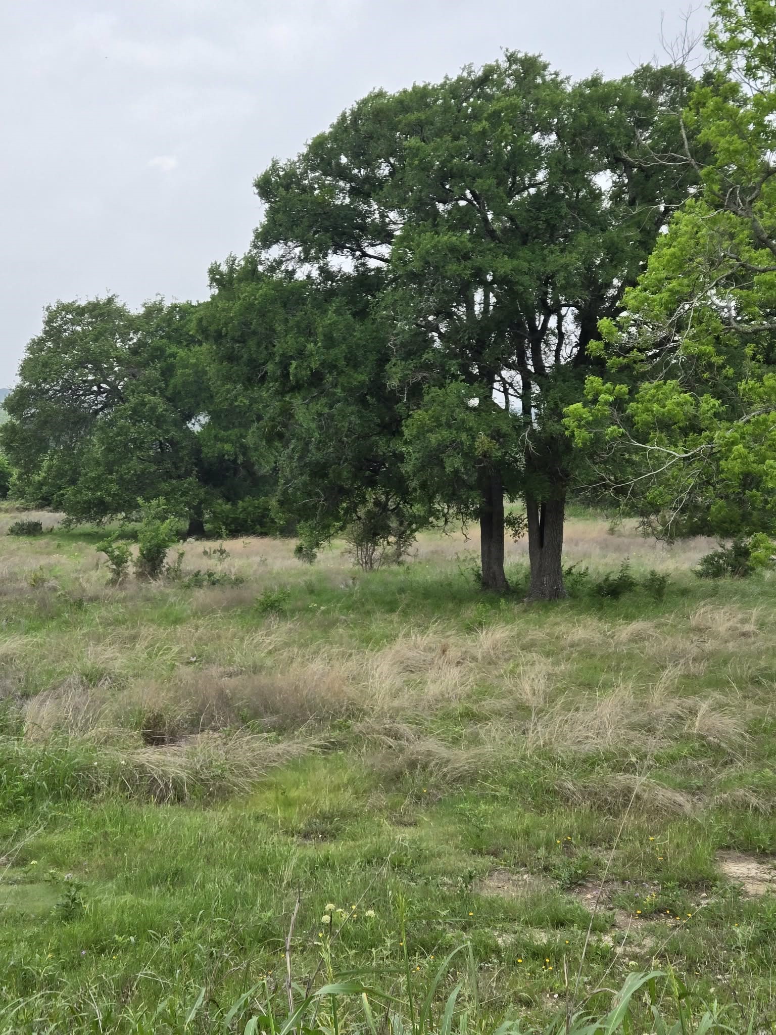 Tbd Yosemite Drive Oglesby TX 76561