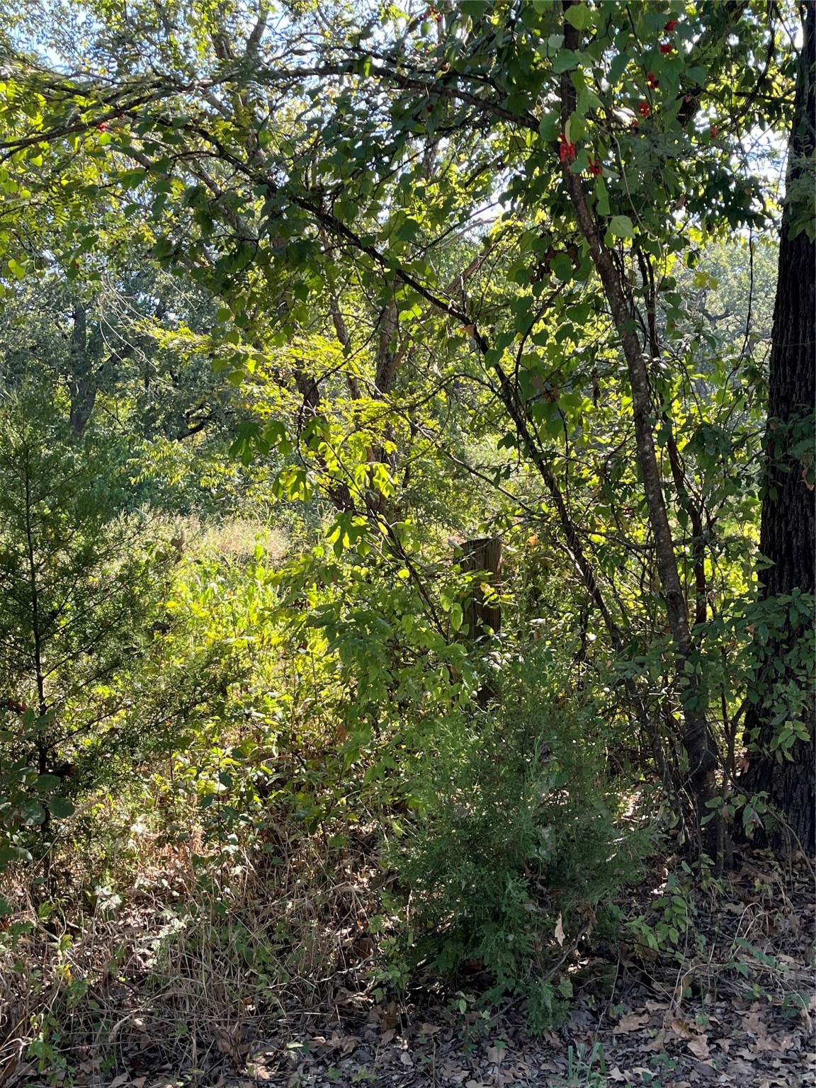 00 Pinewood Drive Hawk Cove TX 75474