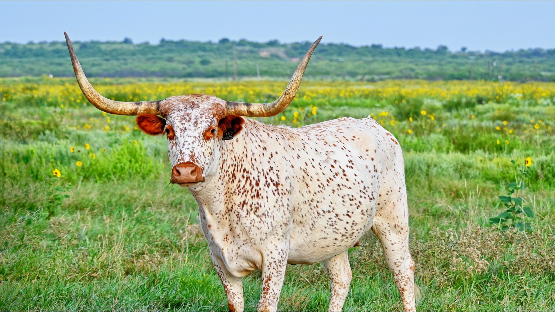 Tbd Highway 79 Archer City TX 76374