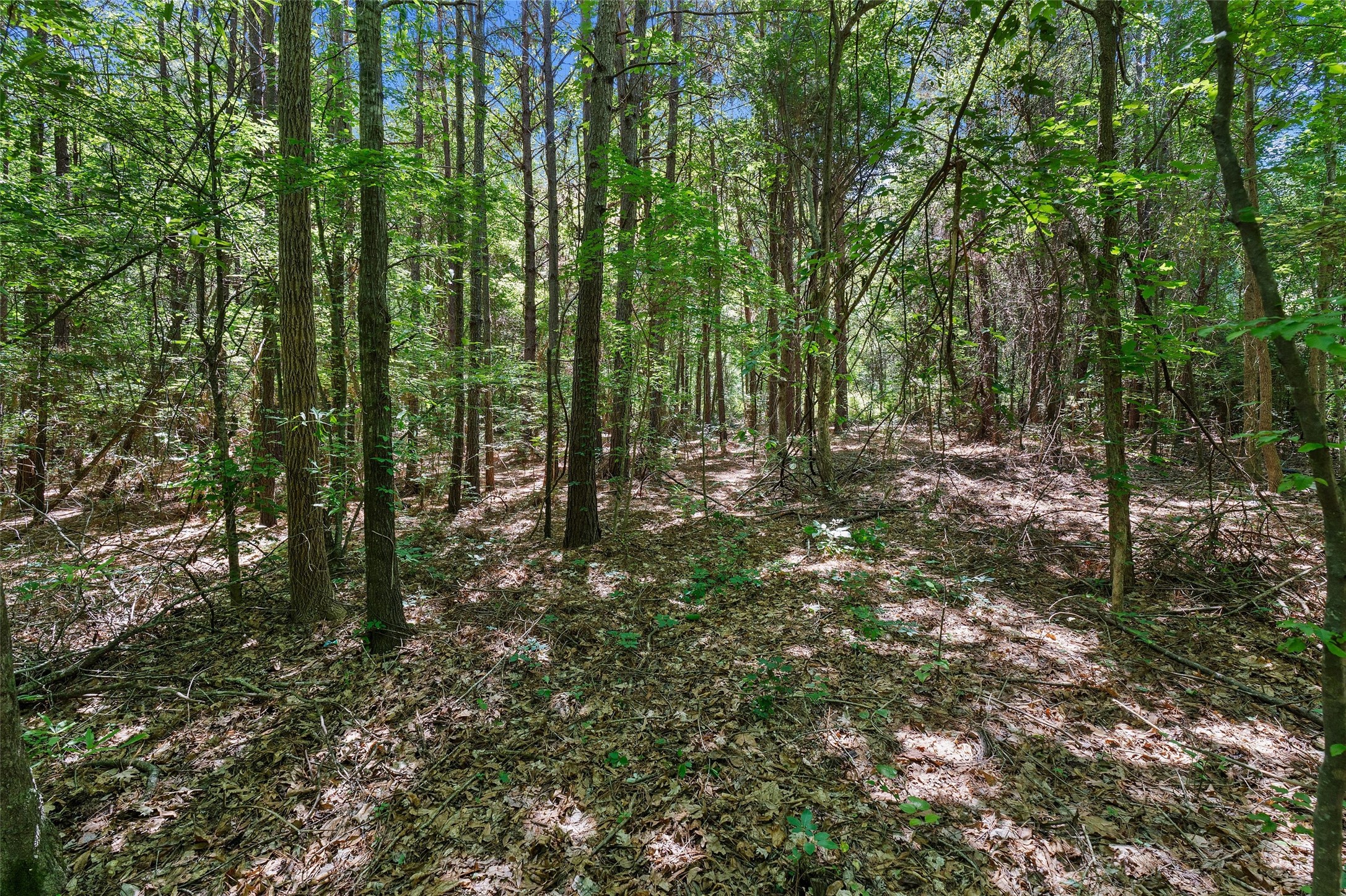 Tbd County Road 3363 De Berry TX 75639