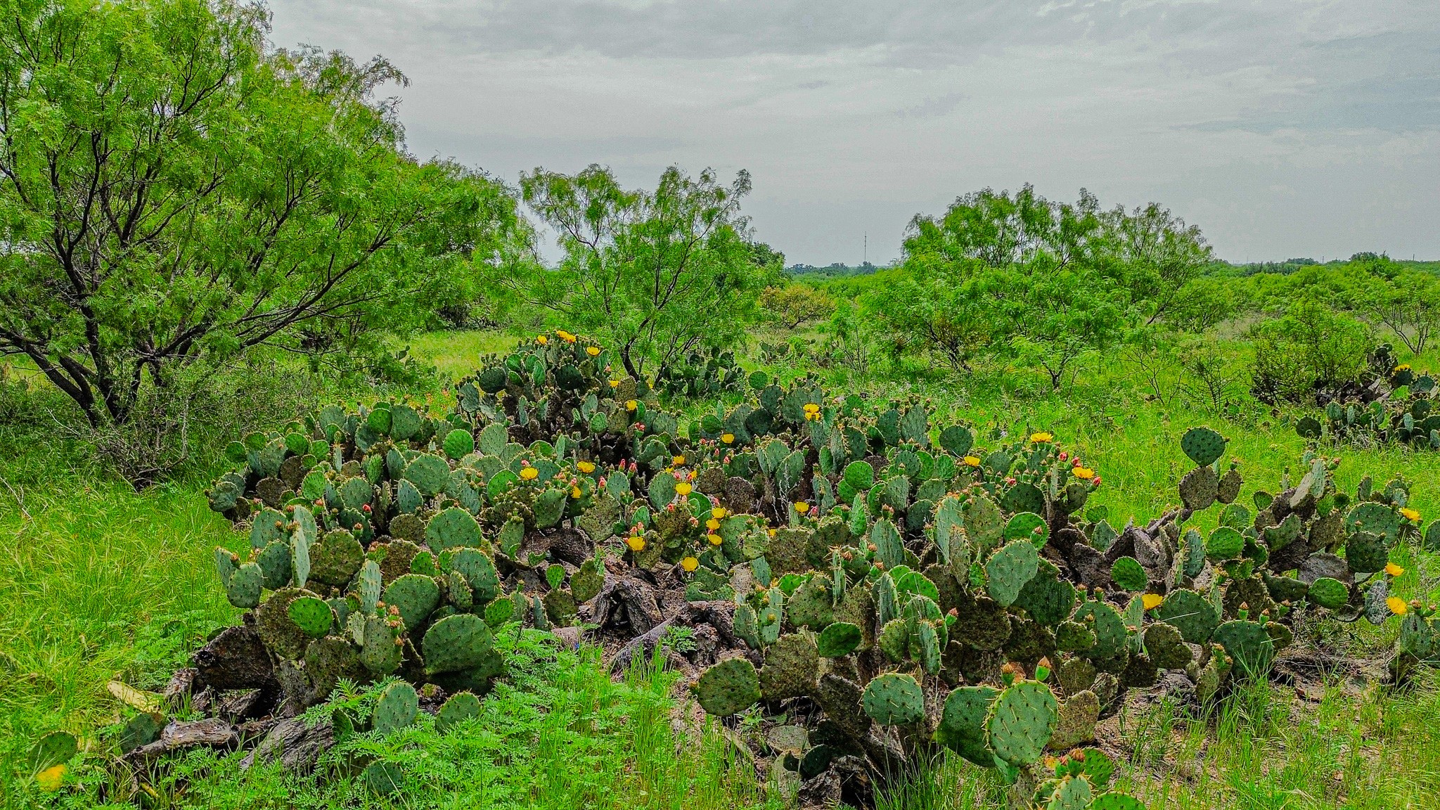 250 Cr 317 Putnam TX 76469