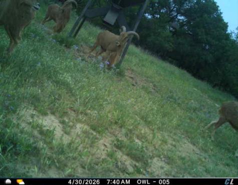 250 Cr 317 Putnam TX 76469