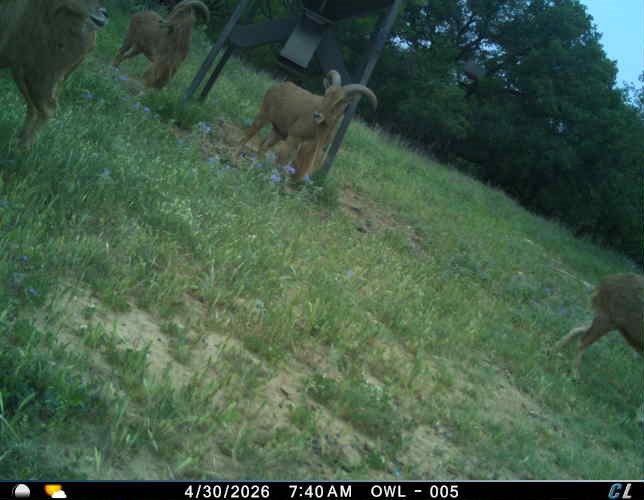 250 Cr 317 Putnam TX 76469