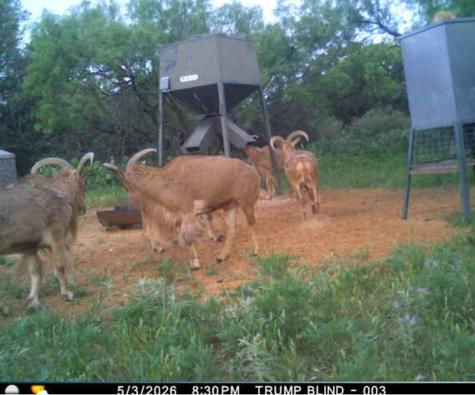 250 Cr 317 Putnam TX 76469