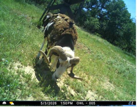 250 Cr 317 Putnam TX 76469