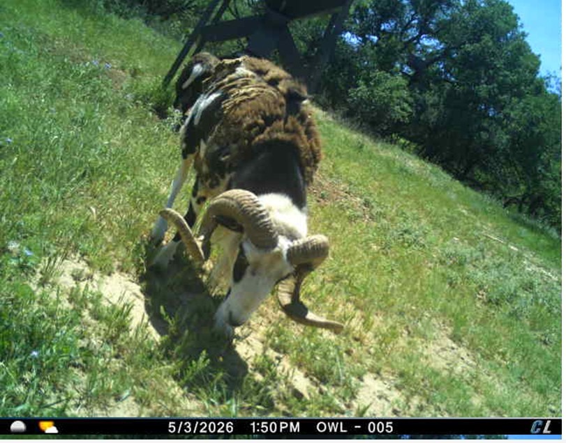 250 Cr 317 Putnam TX 76469