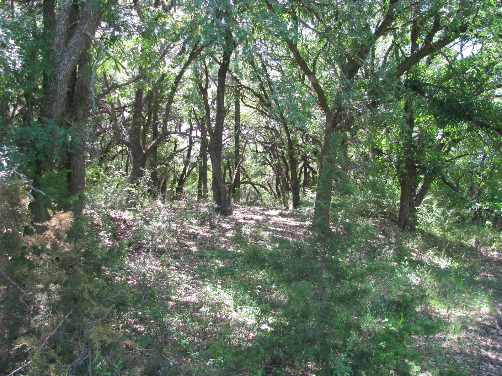 Tbd Fm 2842 Pottsville TX 76565