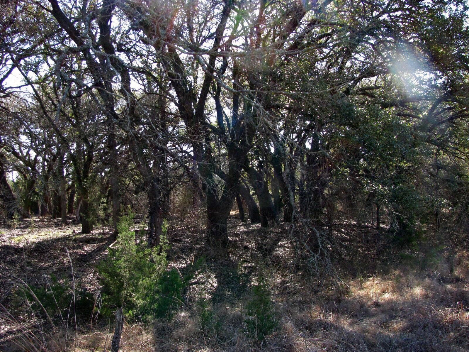 Tbd Fm 2842 Pottsville TX 76565