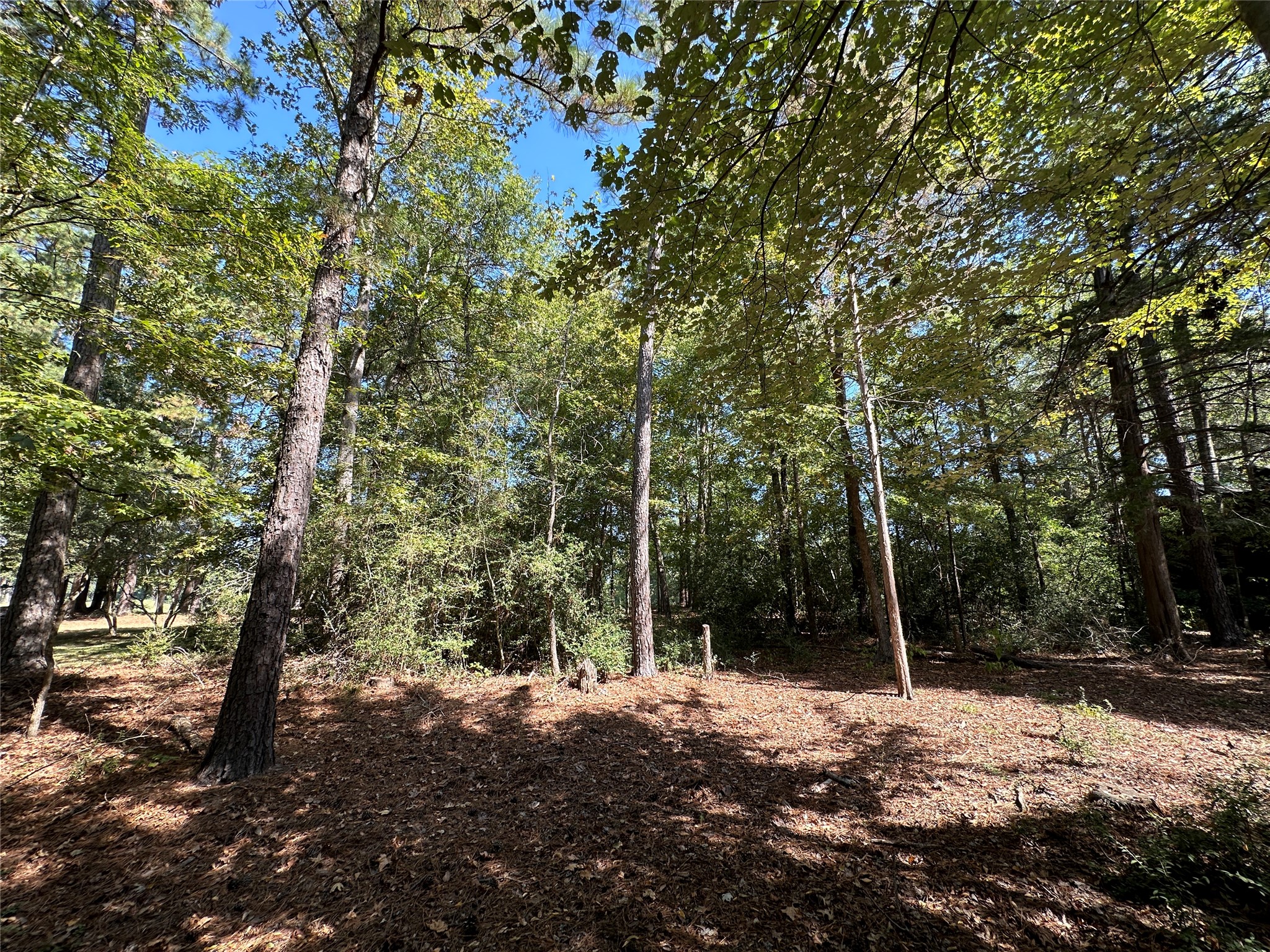Tbd Holly Trail Holly Lake Ranch TX 75765
