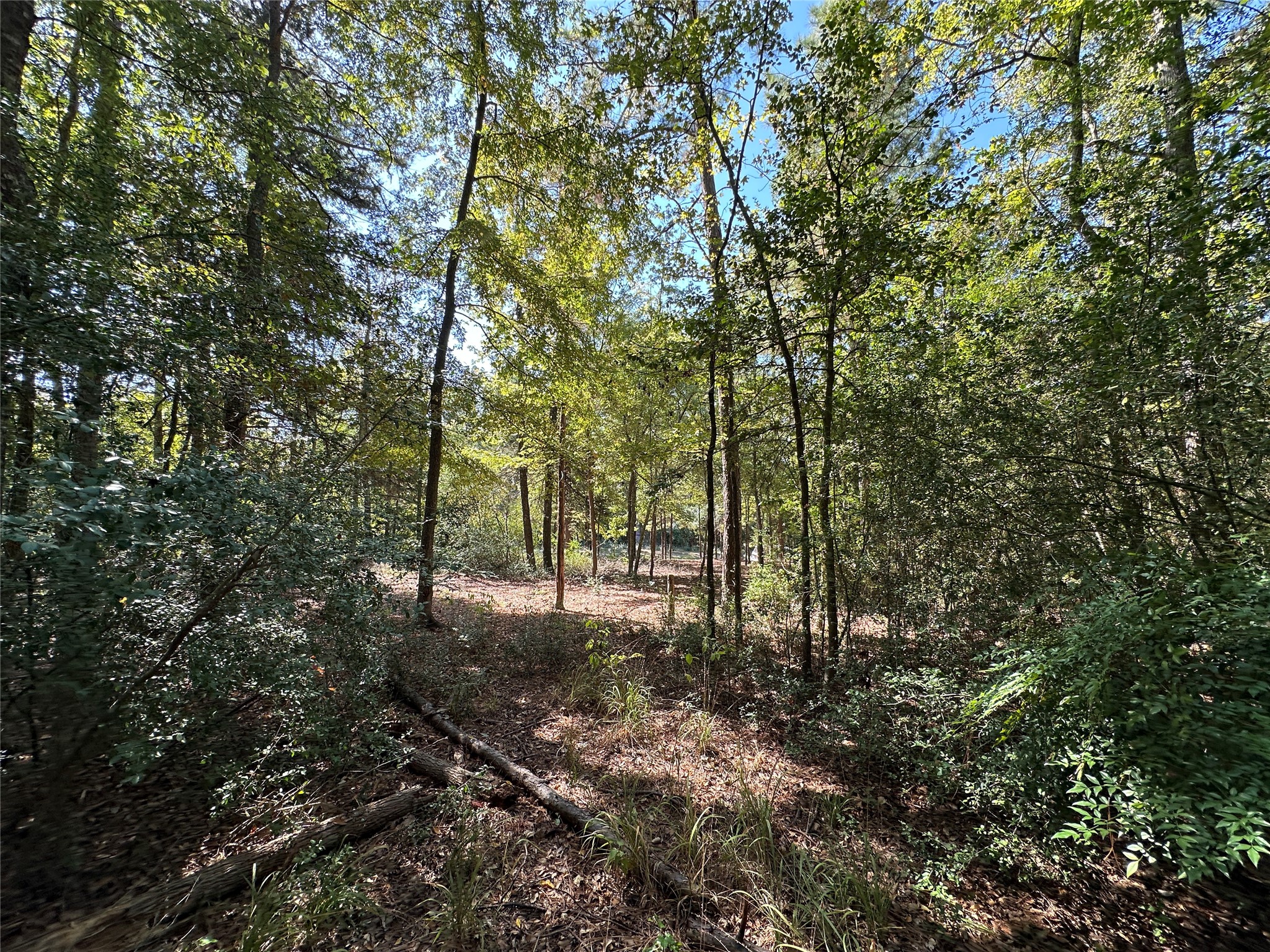 Tbd Holly Trail Holly Lake Ranch TX 75765