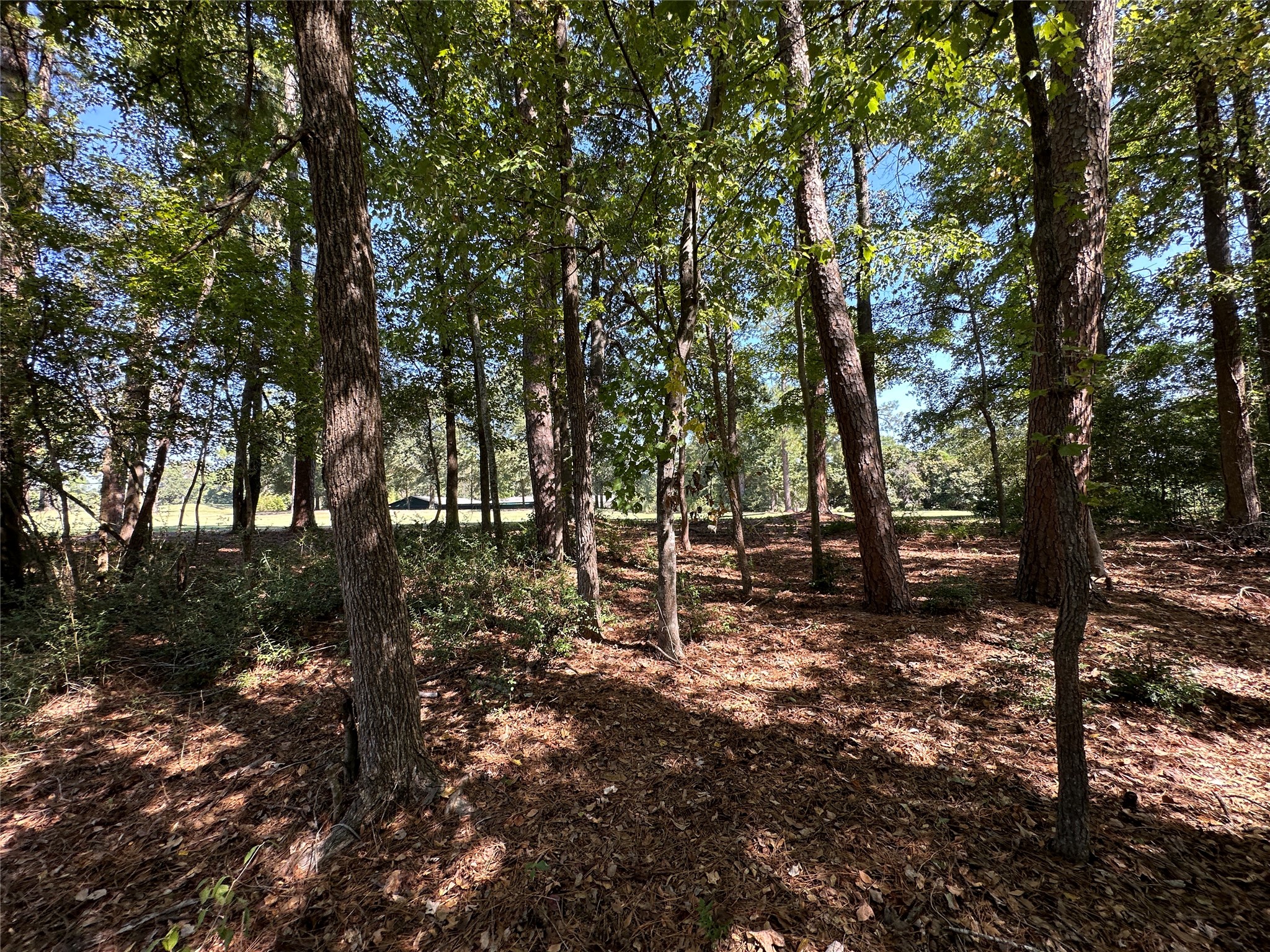 Tbd Holly Trail Holly Lake Ranch TX 75765