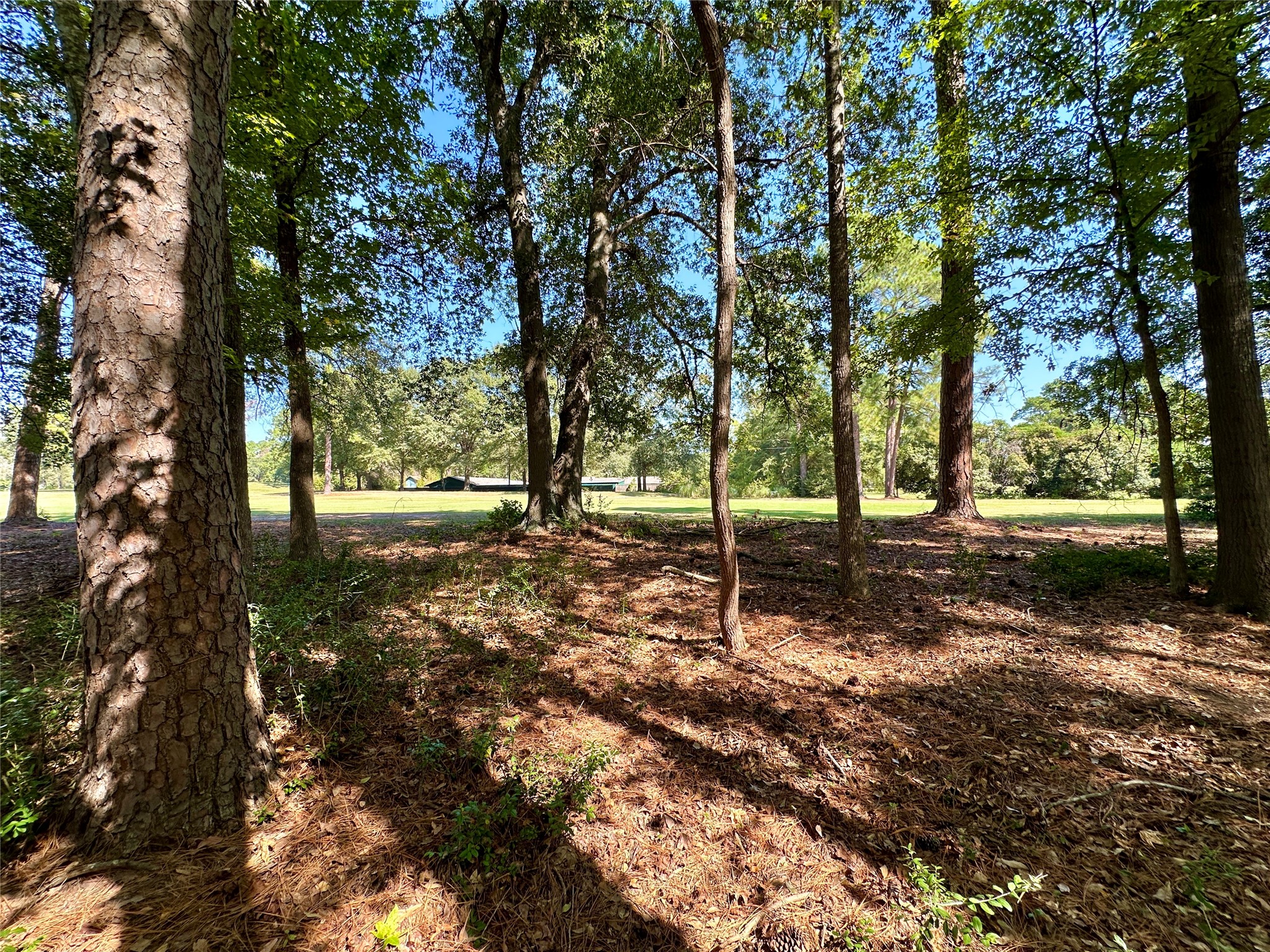 Tbd Holly Trail Holly Lake Ranch TX 75765