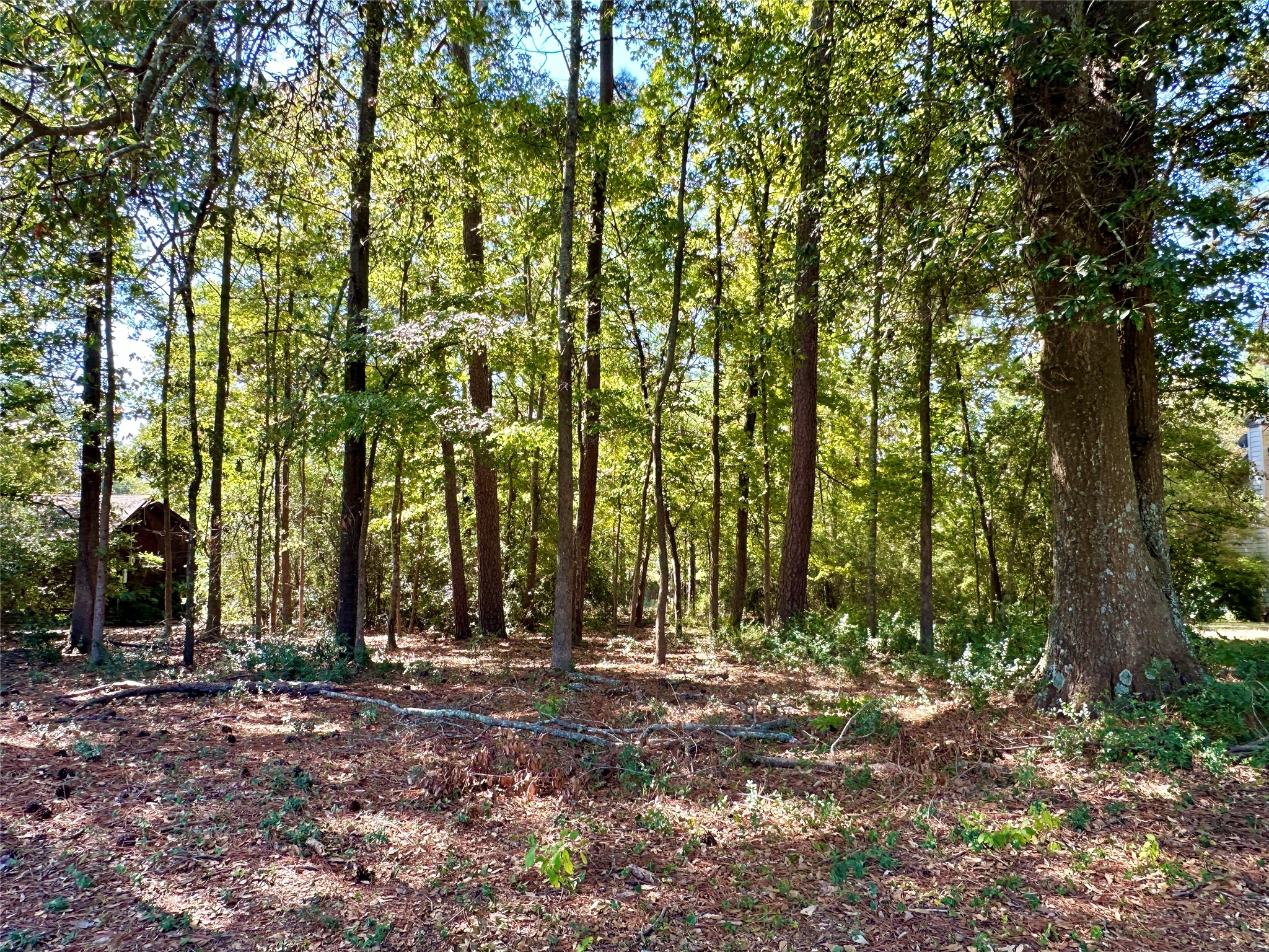 Tbd Holly Trail Holly Lake Ranch TX 75765
