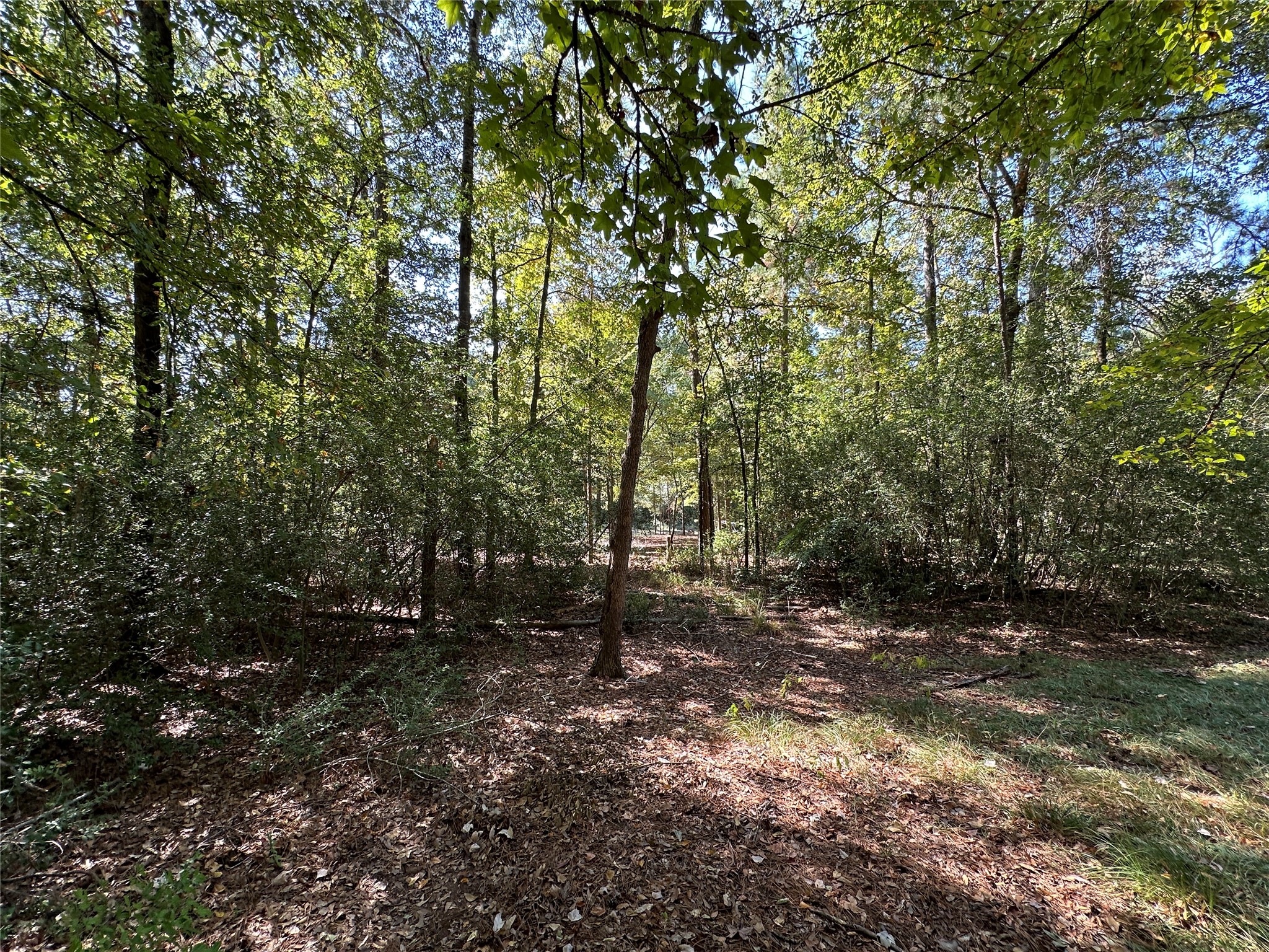 Tbd Holly Trail Holly Lake Ranch TX 75765