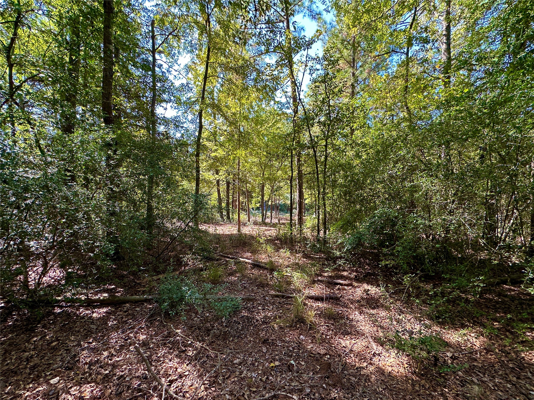 Tbd Holly Trail Holly Lake Ranch TX 75765
