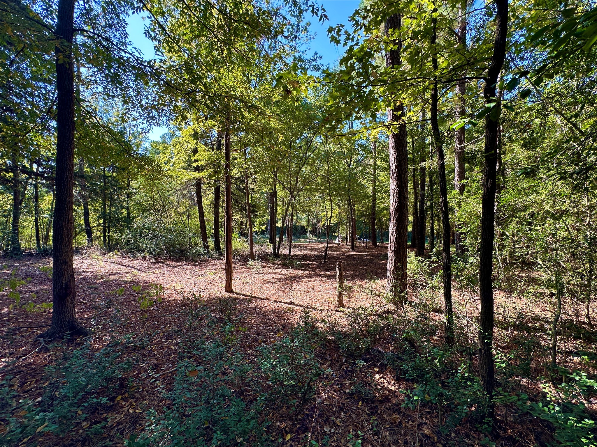 Tbd Holly Trail Holly Lake Ranch TX 75765