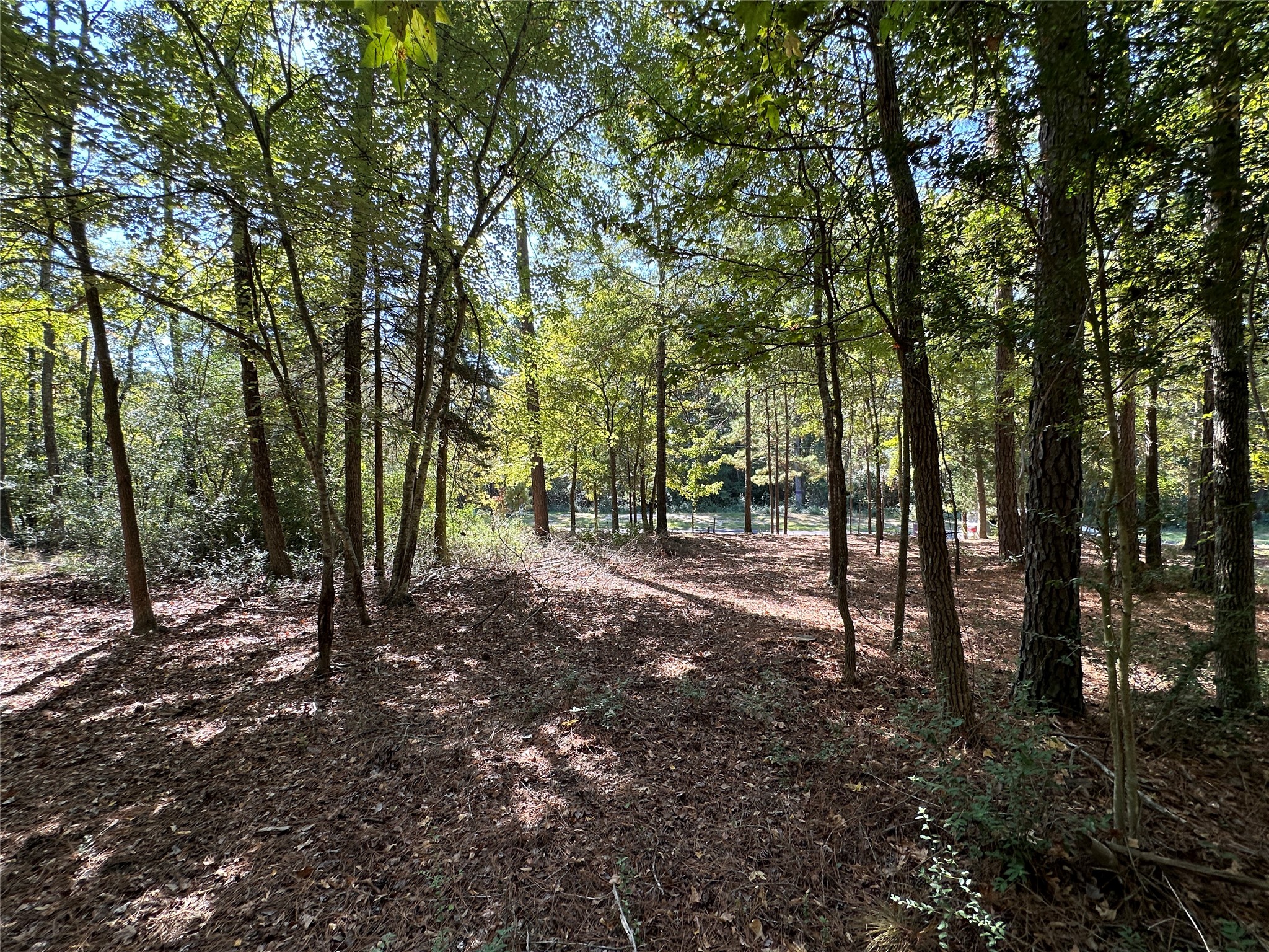 Tbd Holly Trail Holly Lake Ranch TX 75765