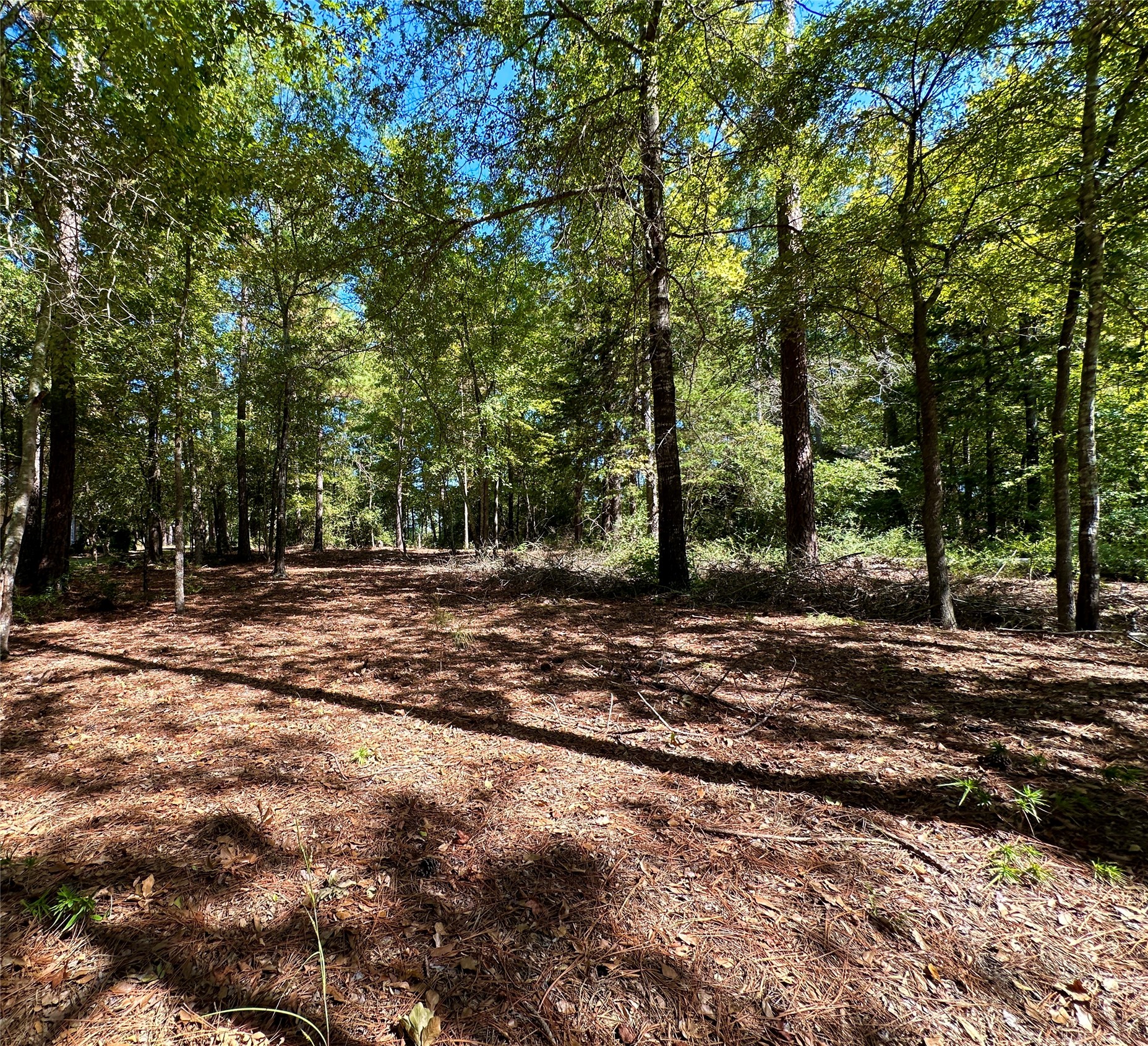 Tbd Holly Trail Holly Lake Ranch TX 75765