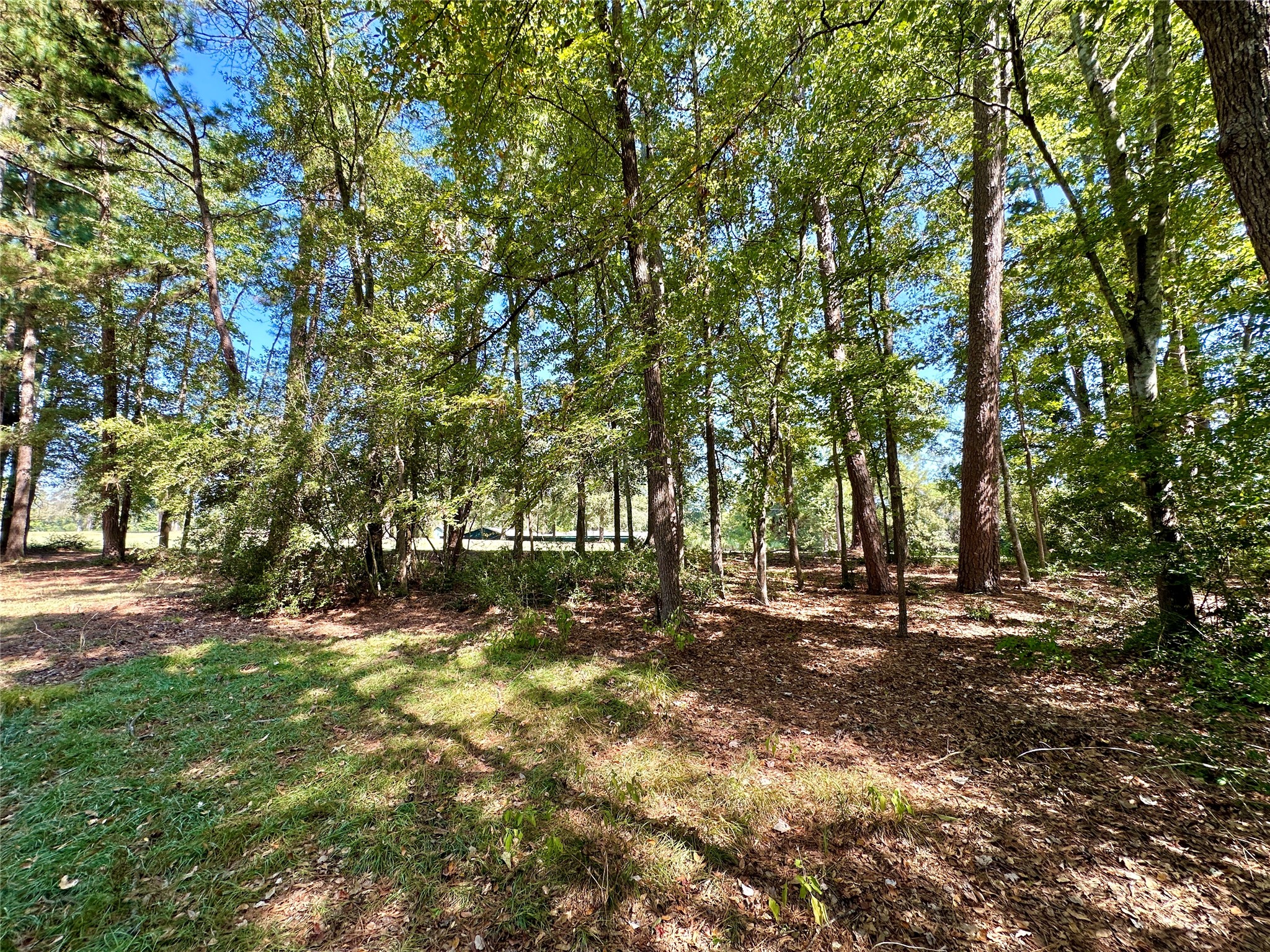 Tbd Holly Trail Holly Lake Ranch TX 75765