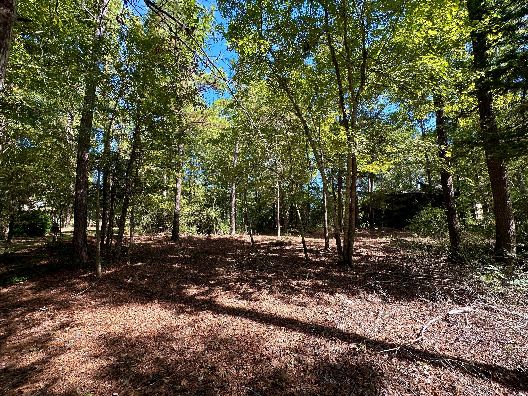Tbd Holly Trail Holly Lake Ranch TX 75765