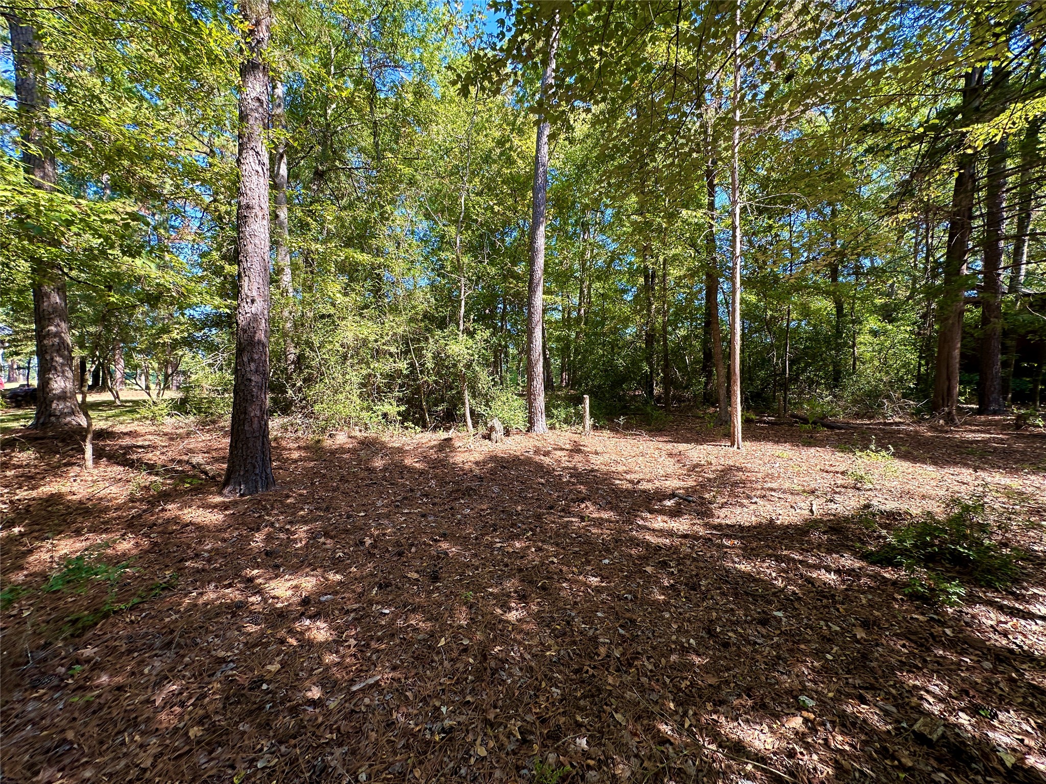 Tbd Holly Trail Holly Lake Ranch TX 75765