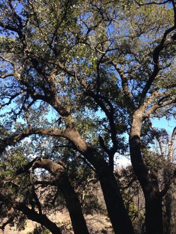 Lot 694 Balcones Lane Possum Kingdom Lake TX 76449