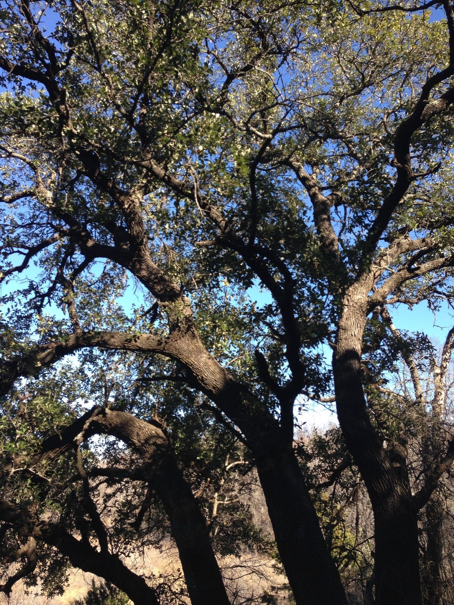 Lot 694 Balcones Lane Possum Kingdom Lake TX 76449