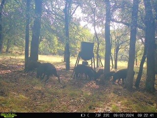 Tbd County Road 3660 County Road 3660 Ladonia TX 75449