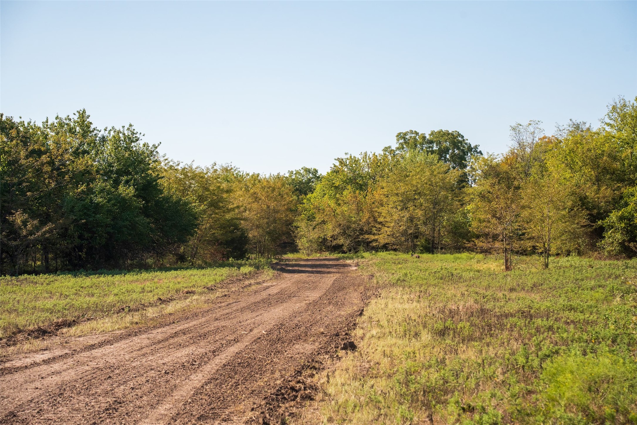 Tbd County Road 3660 County Road 3660 Ladonia TX 75449