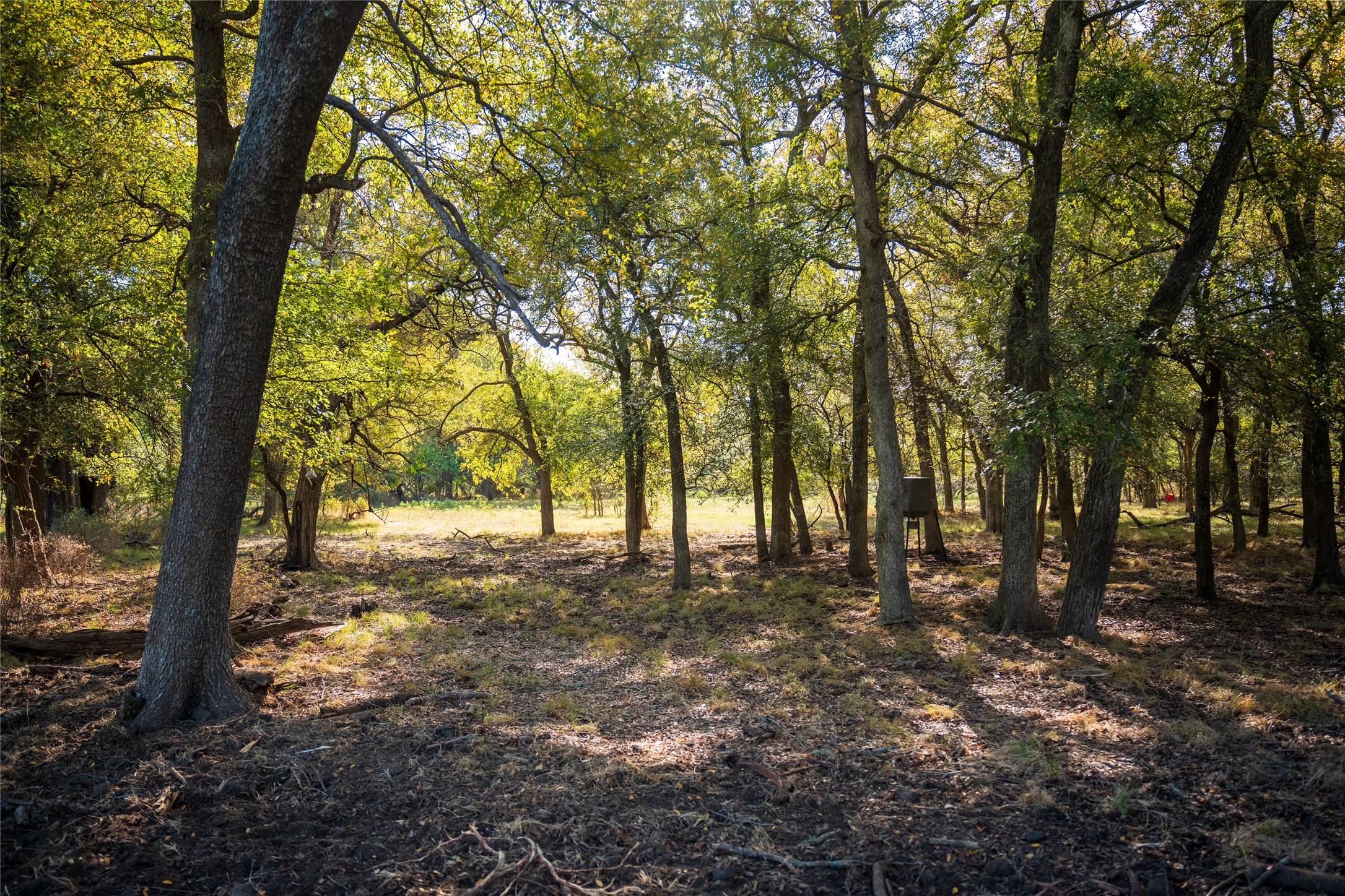 Tbd County Road 3660 County Road 3660 Ladonia TX 75449
