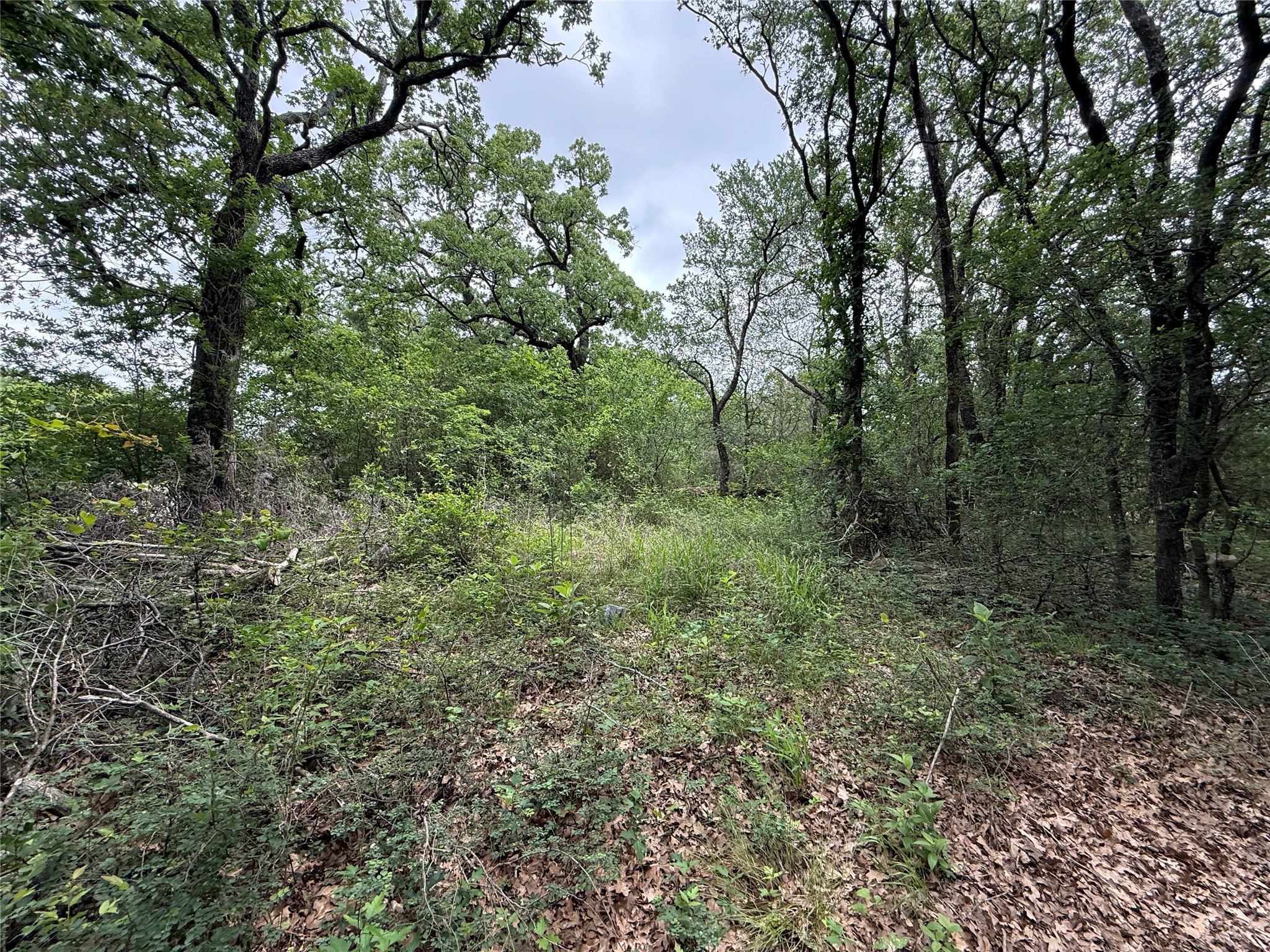 Tbd 125 Acres Fm 642 Purdon TX 76679